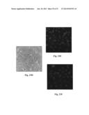 Uniform field magnetization and targeting of therapeutic formulations diagram and image