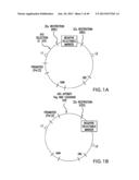 METHODS AND COMPOSITIONS FOR SEAMLESS CLONING OF NUCLEIC ACID MOLECULES diagram and image