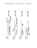 METHODS AND COMPOSITIONS FOR SEAMLESS CLONING OF NUCLEIC ACID MOLECULES diagram and image