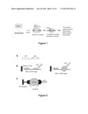 ABSCRIPTION BASED MOLECULAR DETECTION OF DNA METHYLATION diagram and image