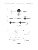 ABSCRIPTION BASED MOLECULAR DETECTION OF DNA METHYLATION diagram and image