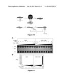 ABSCRIPTION BASED MOLECULAR DETECTION OF DNA METHYLATION diagram and image