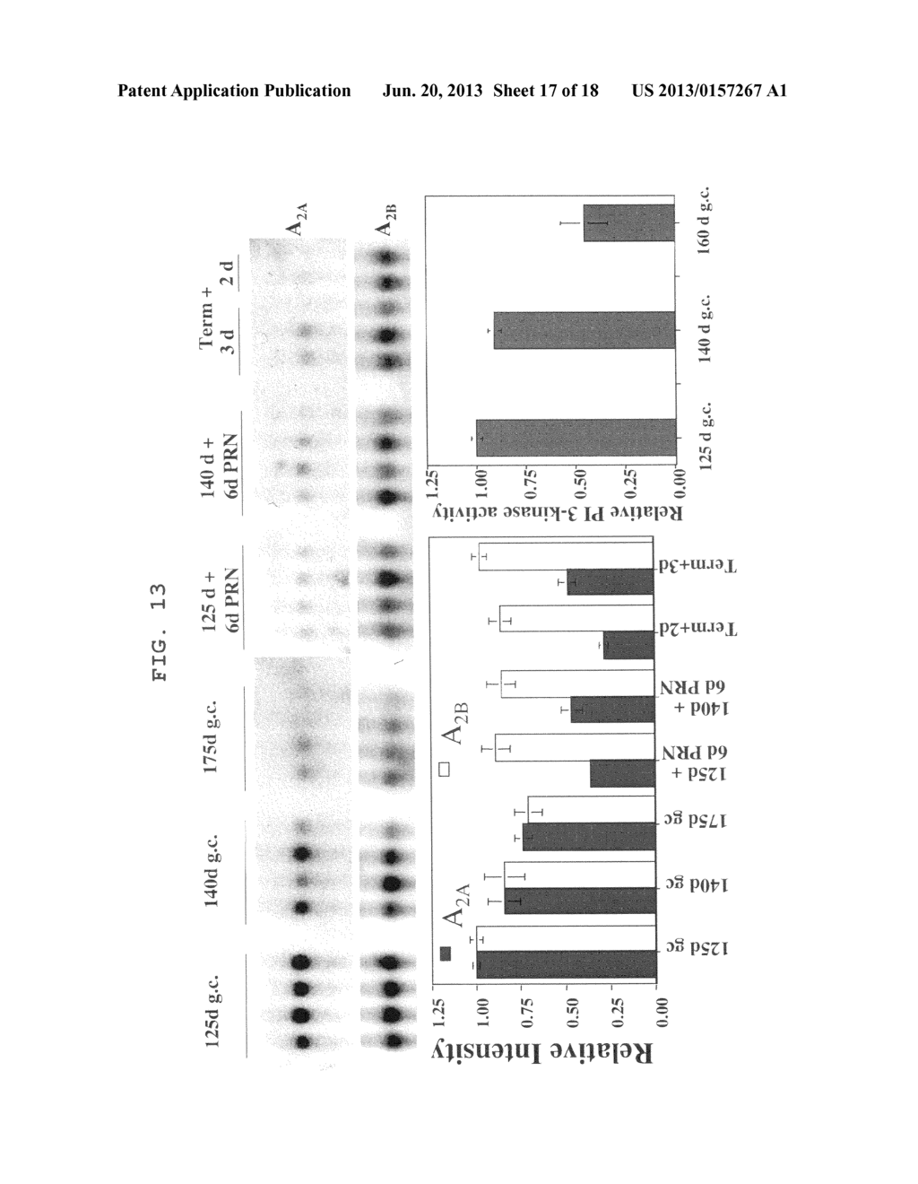 Marker for Cancer Prognosis and Methods Related Thereto - diagram, schematic, and image 18