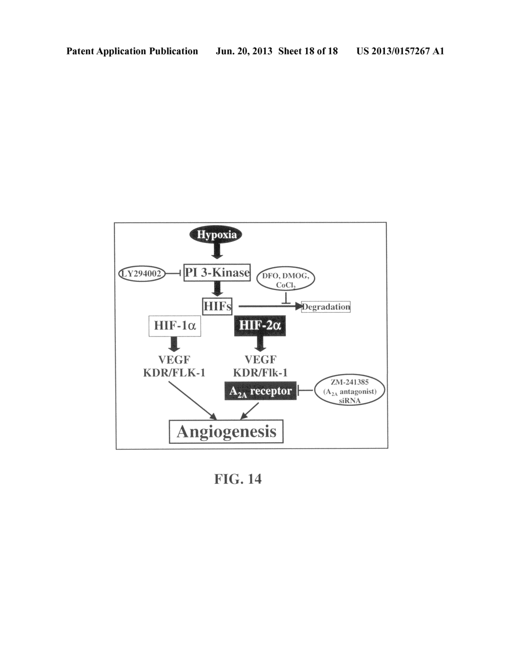 Marker for Cancer Prognosis and Methods Related Thereto - diagram, schematic, and image 19