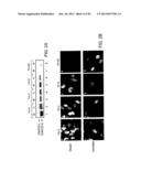 Methods and Compositions for the Diagnosis of Cancer Susceptibilities and     Defective DNA Repair Mechanisms and Treatment Thereof diagram and image