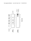 Methods and Compositions for the Diagnosis of Cancer Susceptibilities and     Defective DNA Repair Mechanisms and Treatment Thereof diagram and image