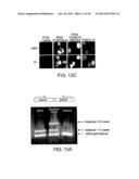 Methods and Compositions for the Diagnosis of Cancer Susceptibilities and     Defective DNA Repair Mechanisms and Treatment Thereof diagram and image