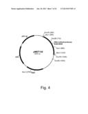 Methods of obtaining genetic competence in bacillus cells diagram and image