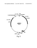 Methods of obtaining genetic competence in bacillus cells diagram and image