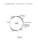 Methods of obtaining genetic competence in bacillus cells diagram and image