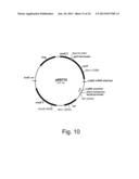 Methods of obtaining genetic competence in bacillus cells diagram and image