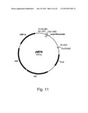 Methods of obtaining genetic competence in bacillus cells diagram and image