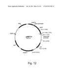 Methods of obtaining genetic competence in bacillus cells diagram and image