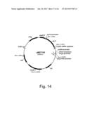 Methods of obtaining genetic competence in bacillus cells diagram and image