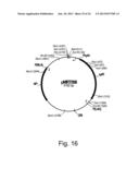 Methods of obtaining genetic competence in bacillus cells diagram and image