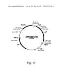 Methods of obtaining genetic competence in bacillus cells diagram and image