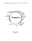 Methods of obtaining genetic competence in bacillus cells diagram and image