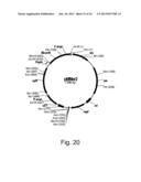 Methods of obtaining genetic competence in bacillus cells diagram and image