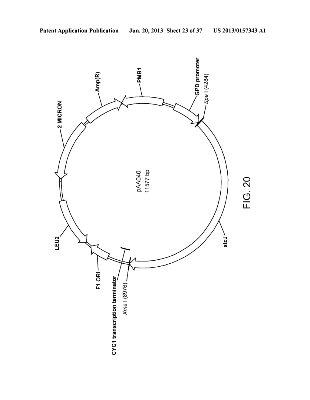 BIOLOGICAL METHODS FOR PREPARING ADIPIC ACID - diagram, schematic, and image 24