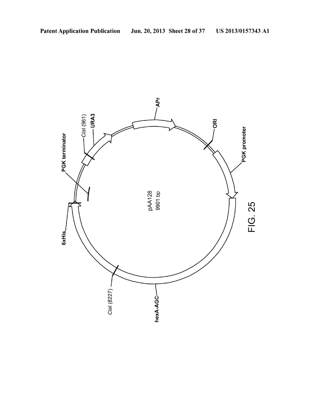 BIOLOGICAL METHODS FOR PREPARING ADIPIC ACID - diagram, schematic, and image 29