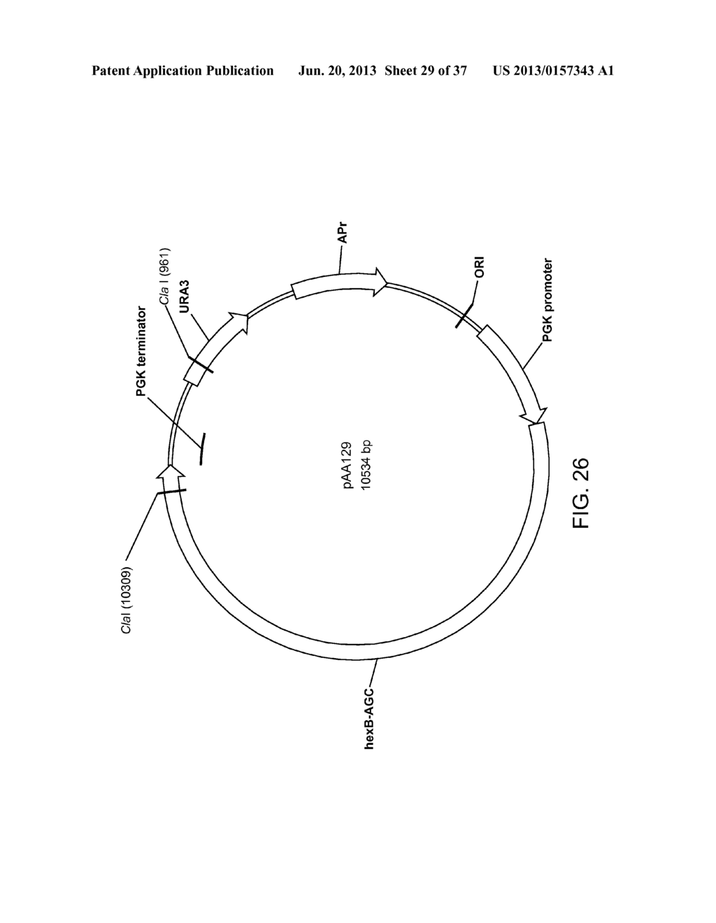 BIOLOGICAL METHODS FOR PREPARING ADIPIC ACID - diagram, schematic, and image 30