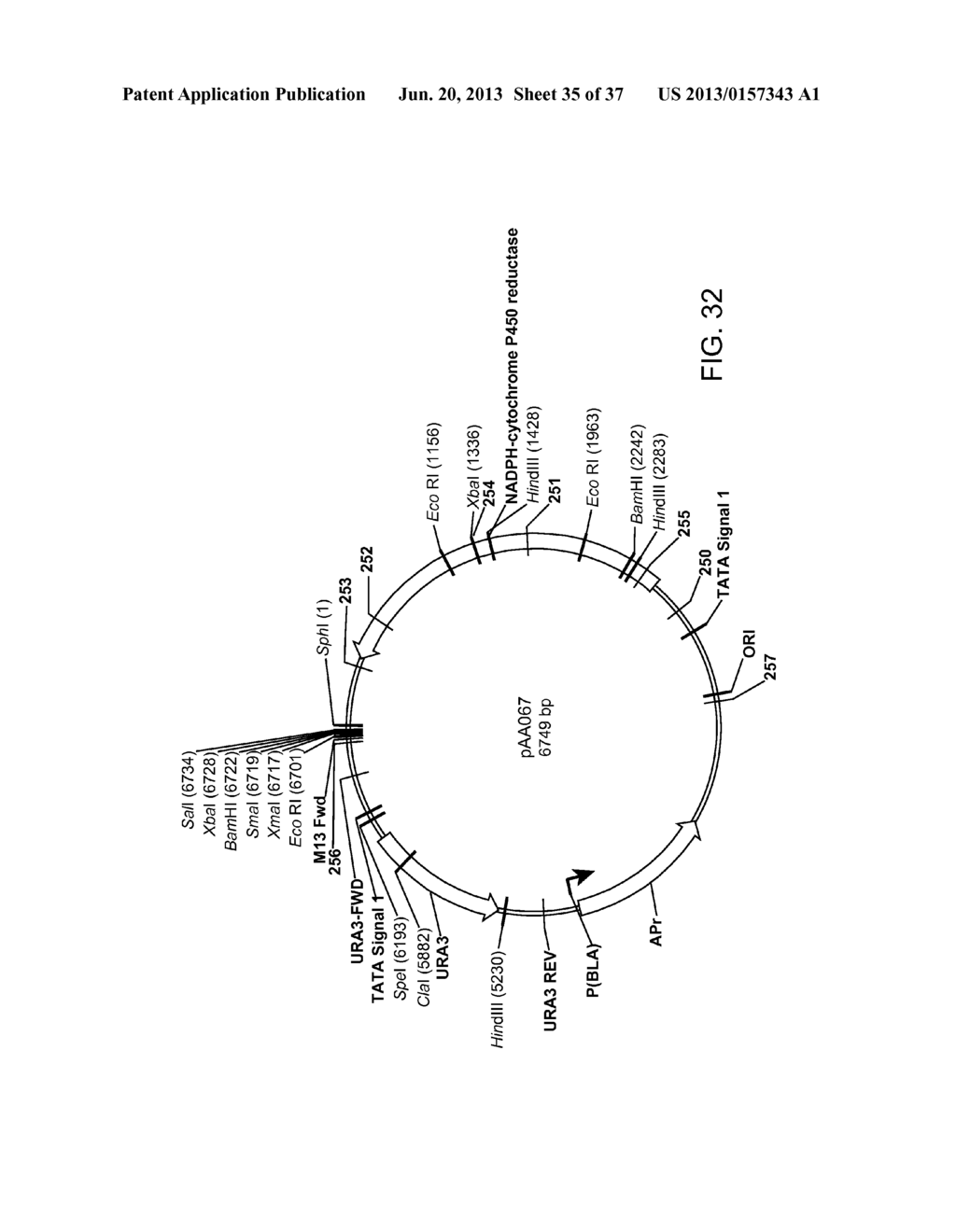 BIOLOGICAL METHODS FOR PREPARING ADIPIC ACID - diagram, schematic, and image 36