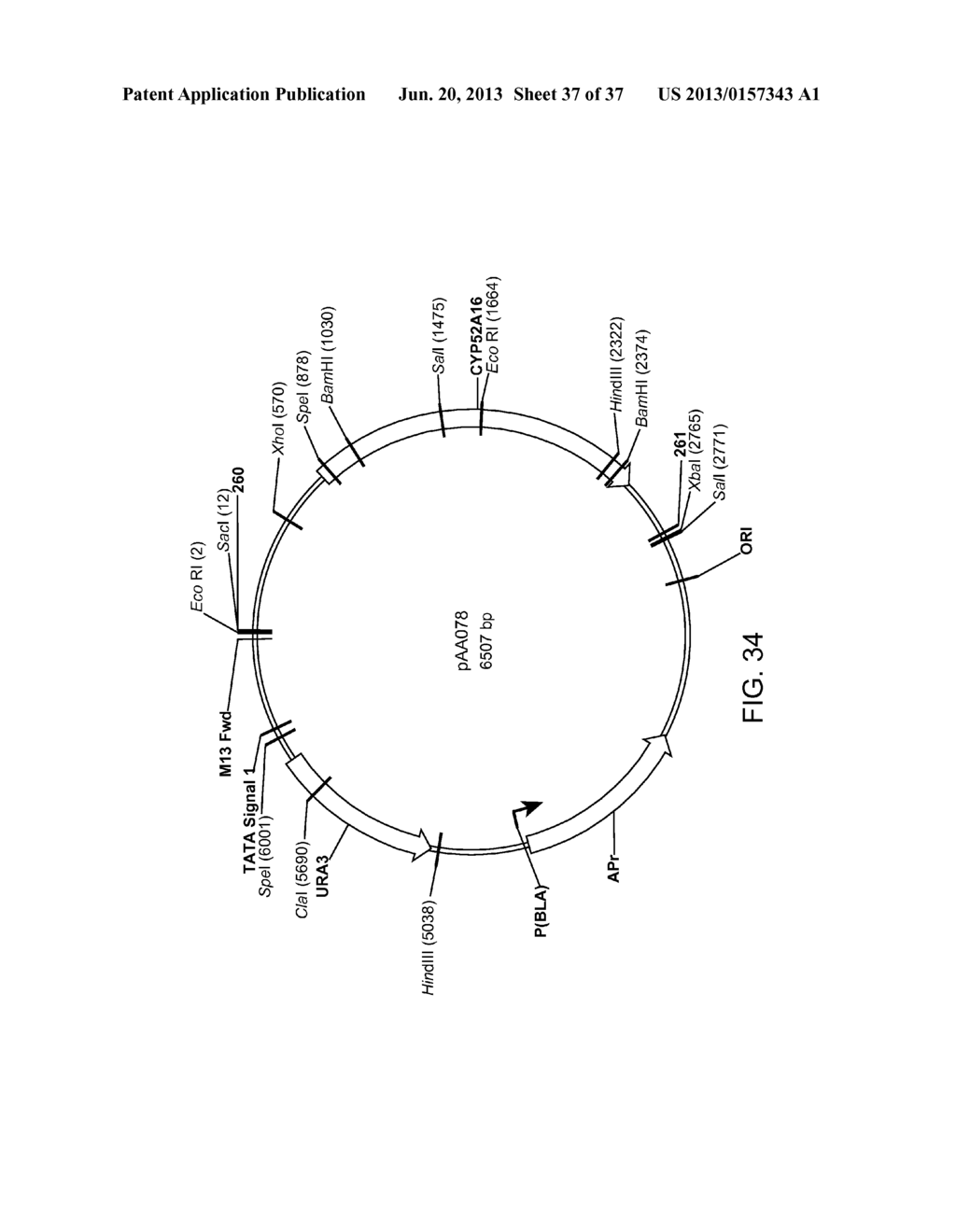 BIOLOGICAL METHODS FOR PREPARING ADIPIC ACID - diagram, schematic, and image 38