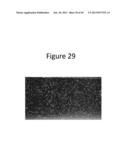 Magnetically Coupled System For Mixing diagram and image