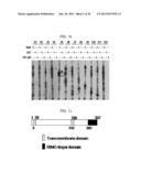 USE OF HADES AS TUMOR SUPPRESSOR TARGET diagram and image