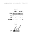 USE OF HADES AS TUMOR SUPPRESSOR TARGET diagram and image