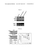 USE OF HADES AS TUMOR SUPPRESSOR TARGET diagram and image