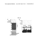 USE OF HADES AS TUMOR SUPPRESSOR TARGET diagram and image