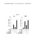 USE OF HADES AS TUMOR SUPPRESSOR TARGET diagram and image