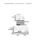 USE OF HADES AS TUMOR SUPPRESSOR TARGET diagram and image