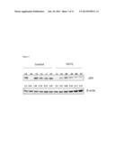 Compositions and Methods for Depleting Mutant p53 diagram and image