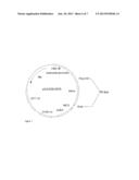 OPTIMIZED PROMOTER SEQUENCE diagram and image