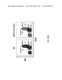 Humanized Light Chain Mice diagram and image