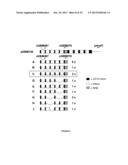 METHOD FOR SUSTAINABLE TRANSGENE TRANSCRIPTION diagram and image