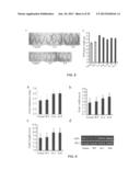 CROP GRAIN FILLING GENE (GIF1) AND THE APPLICATIONS THEREOF diagram and image