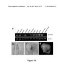 CROP GRAIN FILLING GENE (GIF1) AND THE APPLICATIONS THEREOF diagram and image