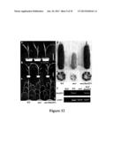 CROP GRAIN FILLING GENE (GIF1) AND THE APPLICATIONS THEREOF diagram and image