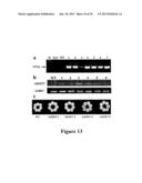 CROP GRAIN FILLING GENE (GIF1) AND THE APPLICATIONS THEREOF diagram and image