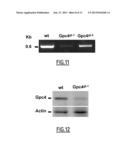 REGULATION OF GLYPICAN 4 ACTIVITY TO MODULATE THE FATE OF STEM CELLS AND     USES THEREOF diagram and image