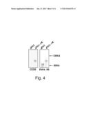 POLYNUCLEOTIDES AND CONSTRUCTS ENCODING SFLT1-14 AND METHOD FOR EFFICIENT     PROPAGATION AND EXPRESSION THEREOF diagram and image