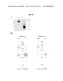 LLT-1 ANTIBODIES WITH NEW FUNCTIONAL PROPERTIES diagram and image