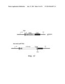 USE OF CAMELID-DERIVED VARIABLE HEAVY CHAIN VARIABLE REGIONS (VHH)     TARGETING HUMAN CD18 AND ICAM-1 AS A MICROBICIDE TO PREVENT HIV-1     TRANSMISSION diagram and image