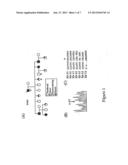 Methods for Assessing Risk for Cardiac Dysrythmia in a Human Subject diagram and image