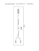 CARCINOMA DIAGNOSIS AND TREATMENT, BASED ON ODC1 GENOTYPE diagram and image