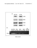 CARCINOMA DIAGNOSIS AND TREATMENT, BASED ON ODC1 GENOTYPE diagram and image