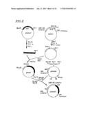 METHOD FOR SECRETORY PRODUCTION OF GLYCOPROTEIN HAVING HUMAN-TYPE SUGAR     CHAIN USING PLANT CELL diagram and image